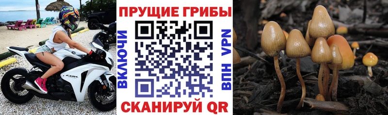 Галлюциногенные грибы MAGIC MUSHROOMS  Купить где  Сольцы 
